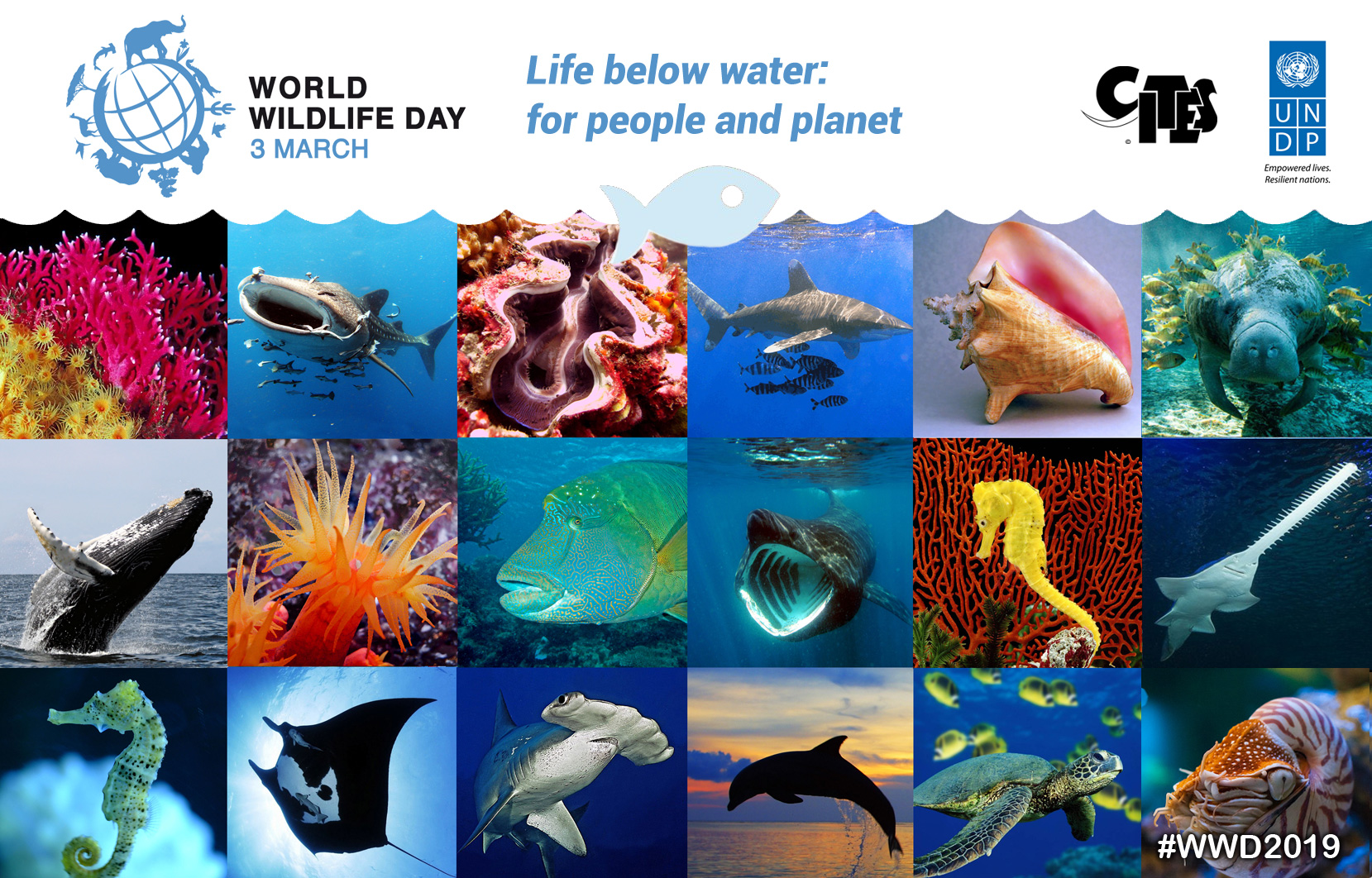 Focusing on marine species for the first time, the next World Wildlife Day  is bound to make a splash | CITES