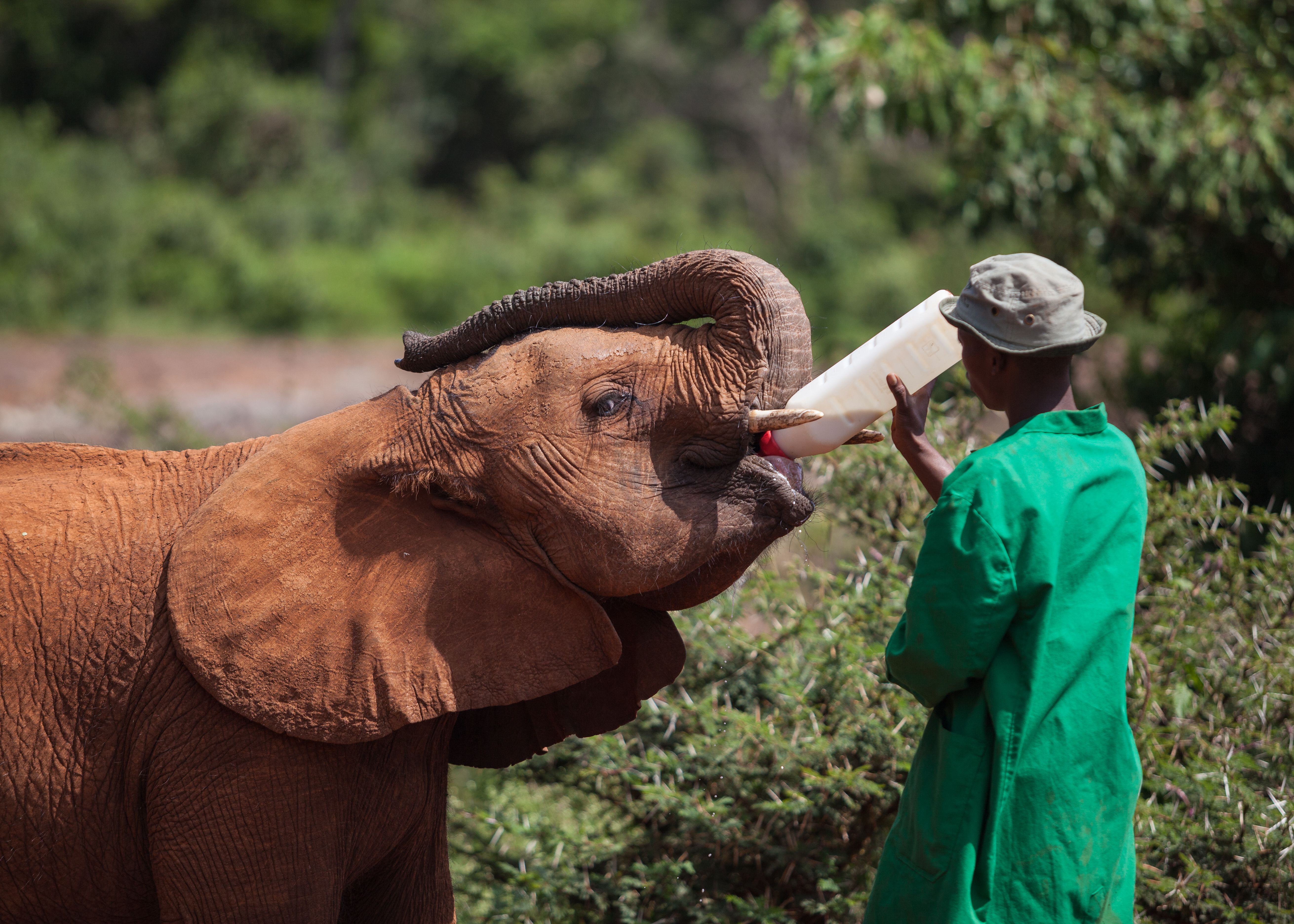 Who Pays for Conservation?: New CITES Publication Calls for Mobilizing  Sustainable Finance for African Elephant Conservation | CITES