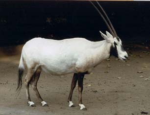 Request - Oryx Colouration Help Arabian_oryx