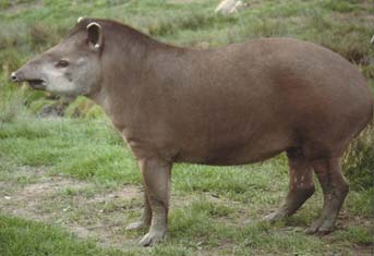 Lowland Tapir | CITES