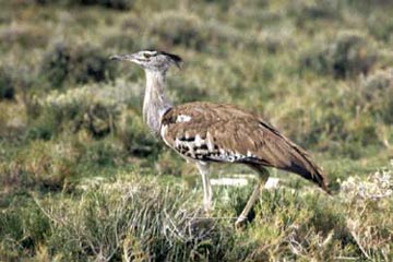 Kori Bustard Cites