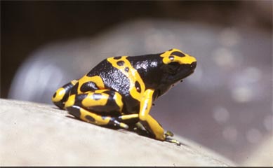 Yellow banded poison dart frogs • Dendrobates leucomelas • Amphibian