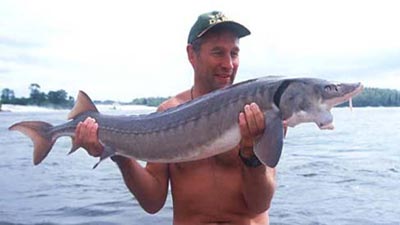 fulvescens acipenser lake sturgeon cites common fish canada name scientific
