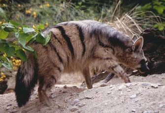 aardwolf cites name common cristatus proteles scientific mammal