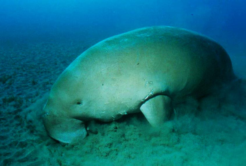 Dugong