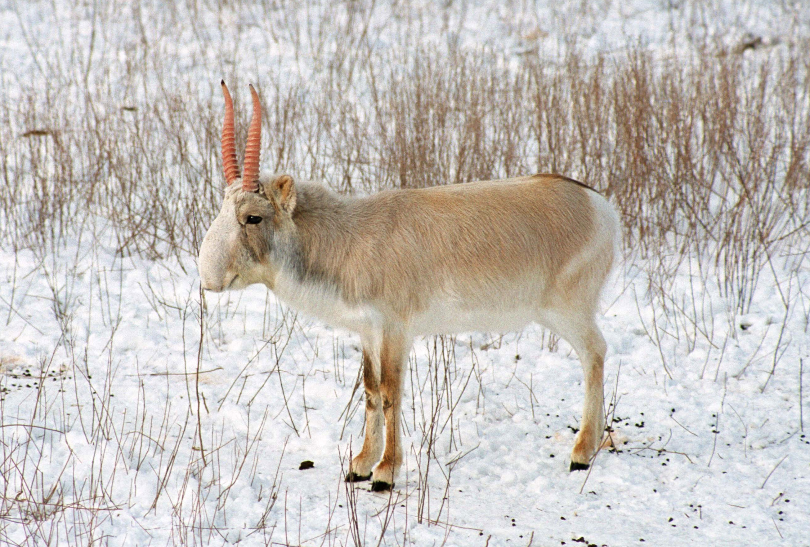 Saiga antelope | CITES