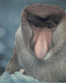 Long Nosed Monkey | CITES