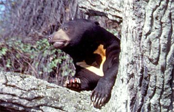 malayan sun bear