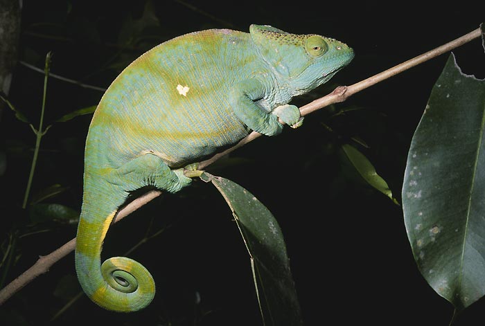 Parson's Giant chameleon | CITES