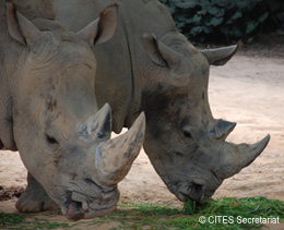 Organized criminal networks are known to be involved in the poaching of rhinoceroses, as one example of illicit trafficking in endangered species