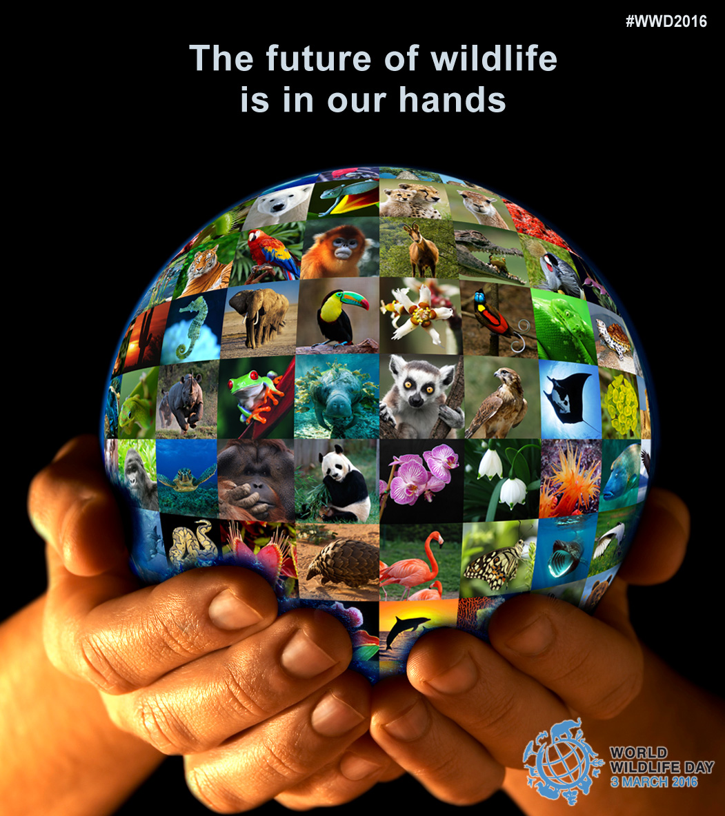 Call For Entries Poster Design Contest For World Wildlife Day 16 Cites