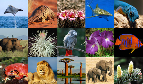 south african animals collage