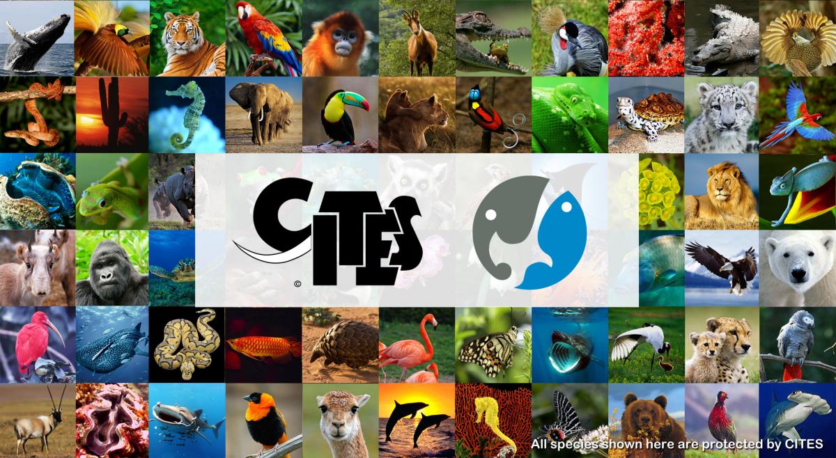 CITES calls on zoos and aquariums to support wildlife trade controls and to  join the fight against wildlife trafficking | CITES
