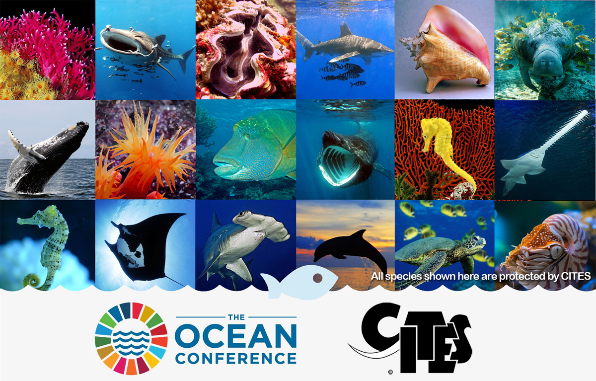 Cites In Strong Show Of Support For Healthy Oceans Cites