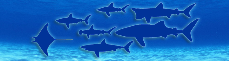 Resultado de imagen de tiburones y rayas