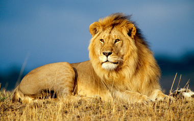 Saving Lions Africa Agrees On Ways Forward Cites