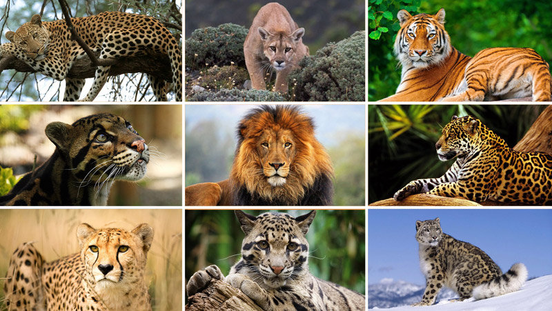 Protecting big cats is the call of next year’s World Wildlife Day, 3