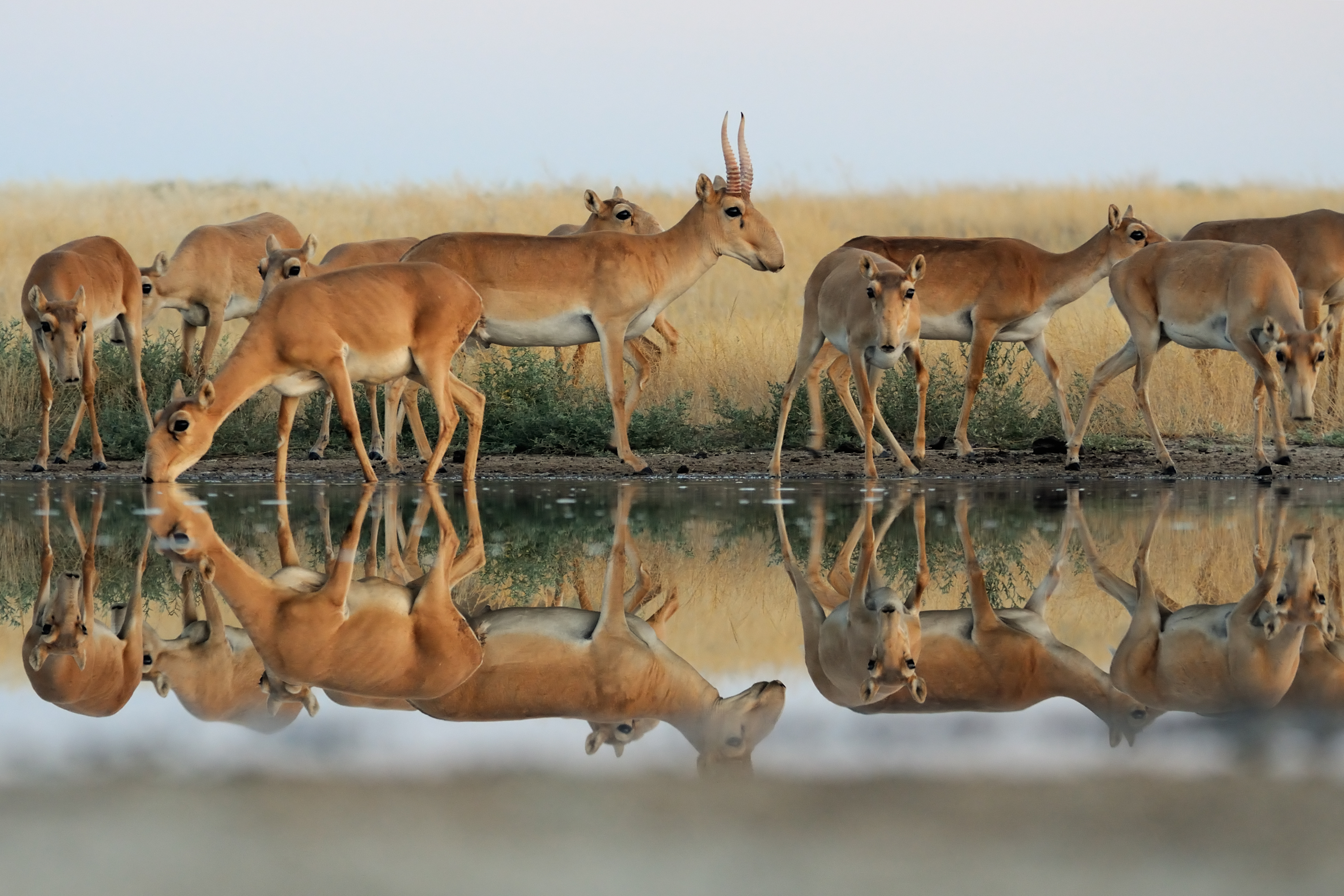 saiga antelope landscape
