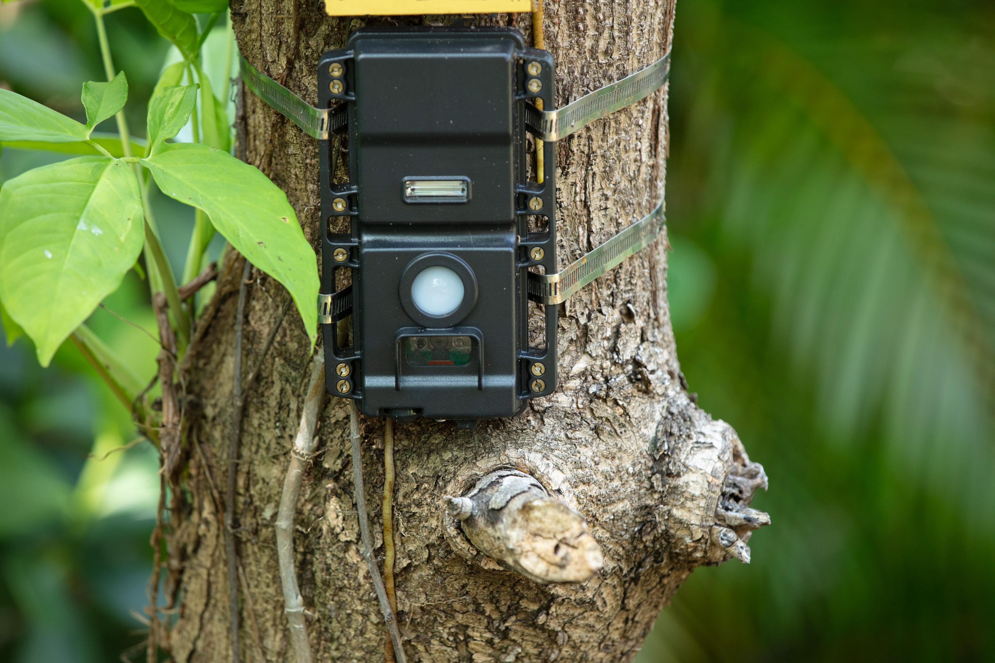 camera strapped on a tree