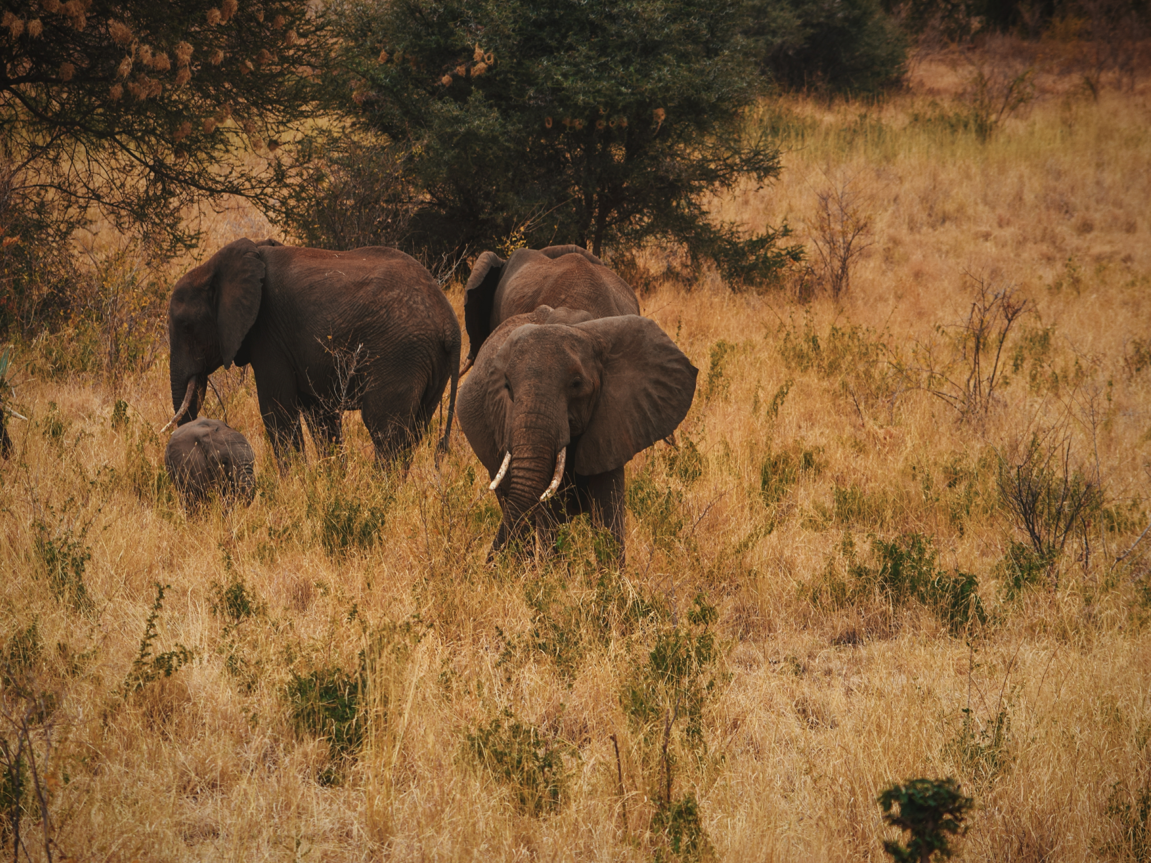 African elephant_Meru National Park_Kenya_by martin/Adobe Stock