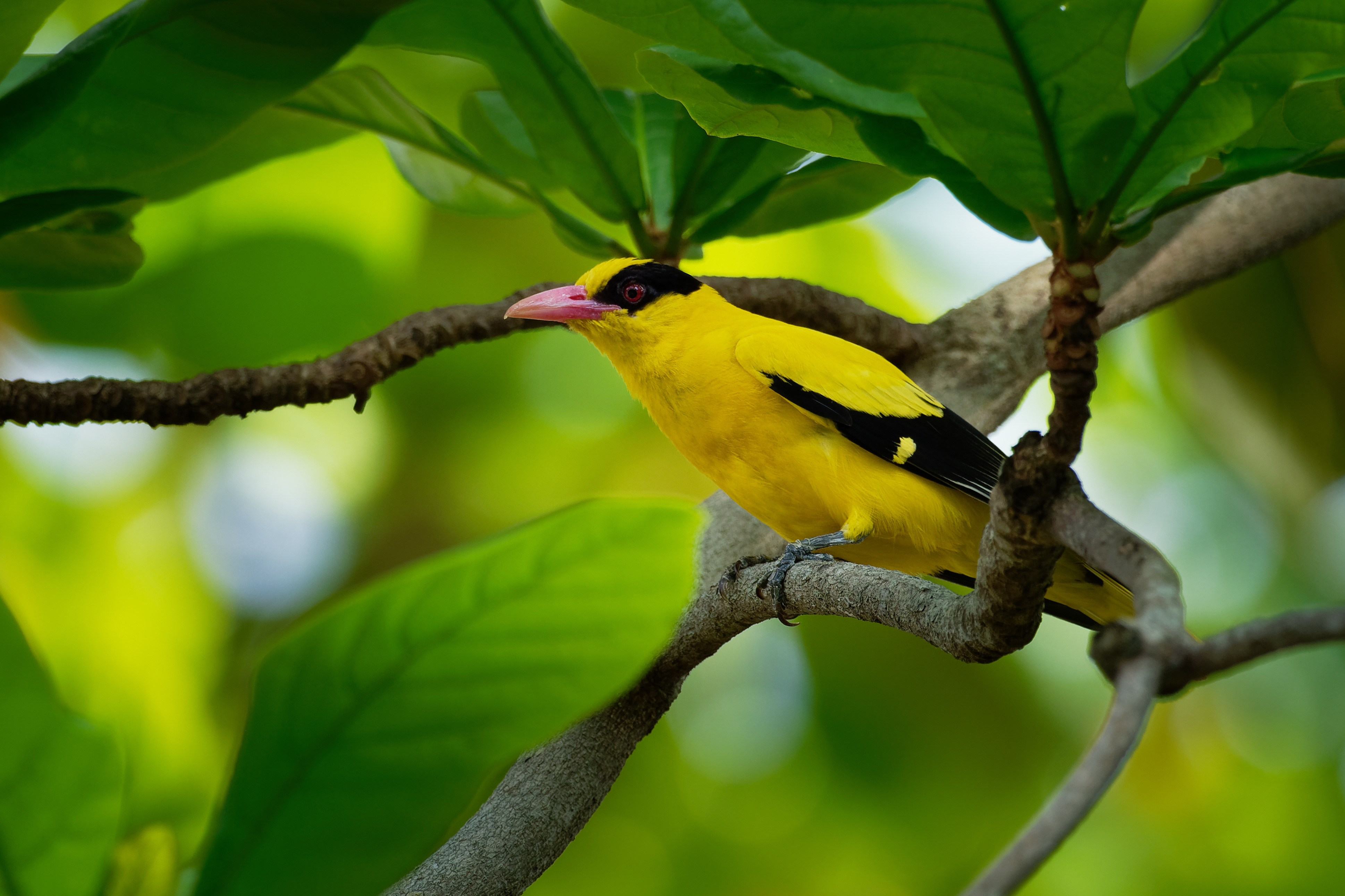 yellow and brown bird perched on a tree branch