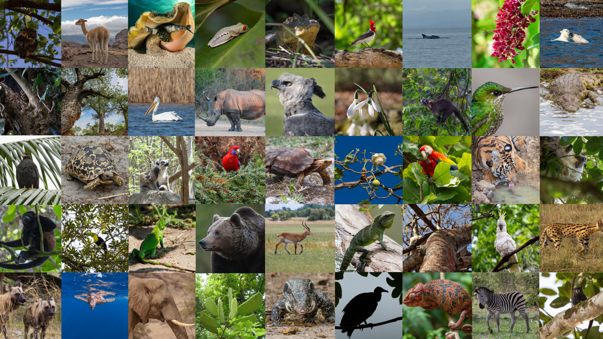 Collage of species