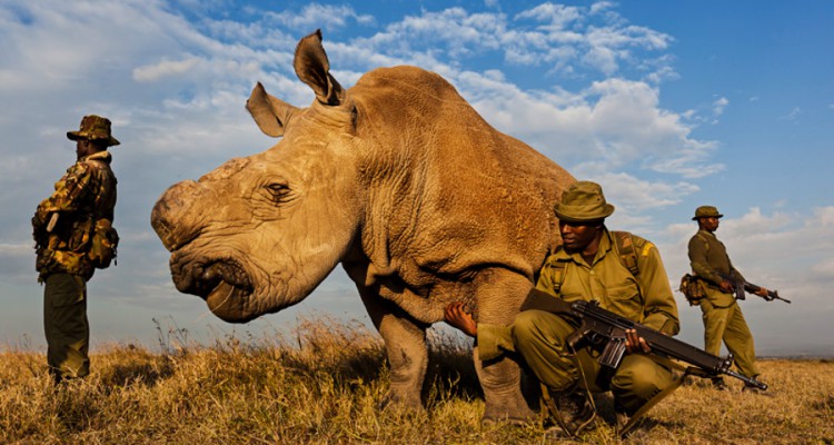 Rhino and rangers
