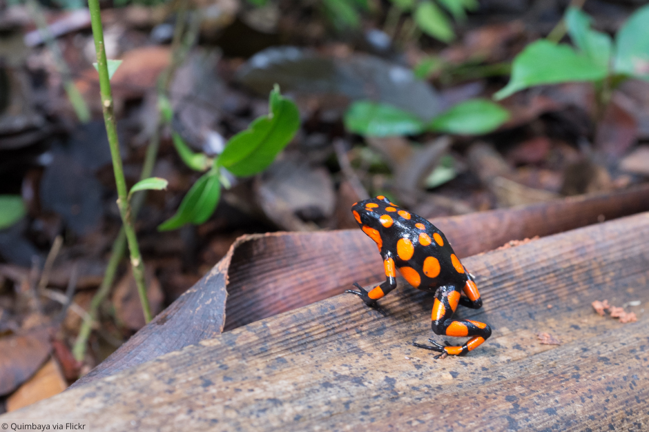 Oophaga histrionica - Harlequin Poison Frog_Quimbaya via Flickr