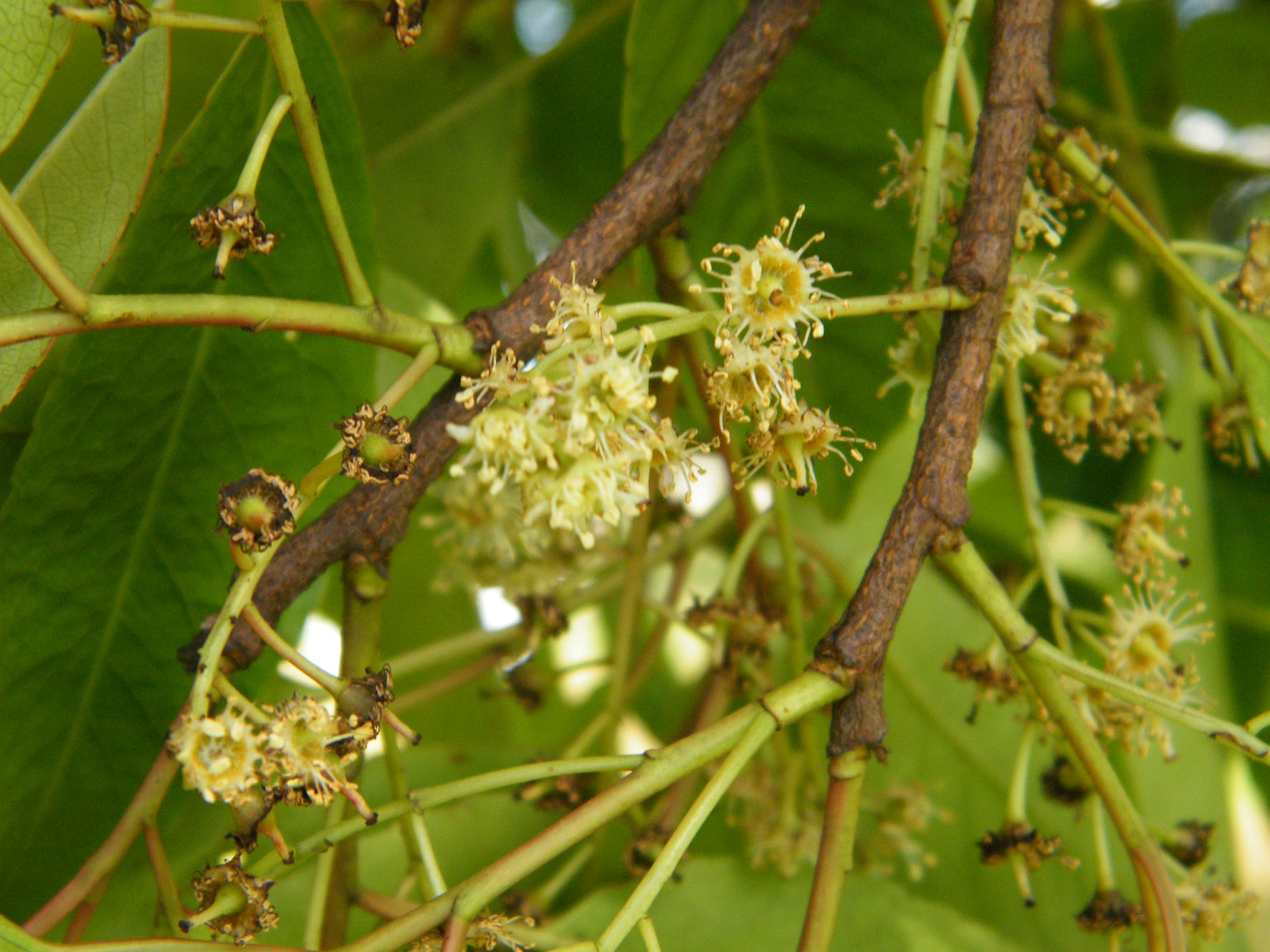 Prunus africana tree_Scamperdale via Flickr
