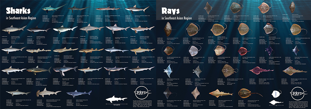 SEAFDEC-CITES guide to rays and sharks