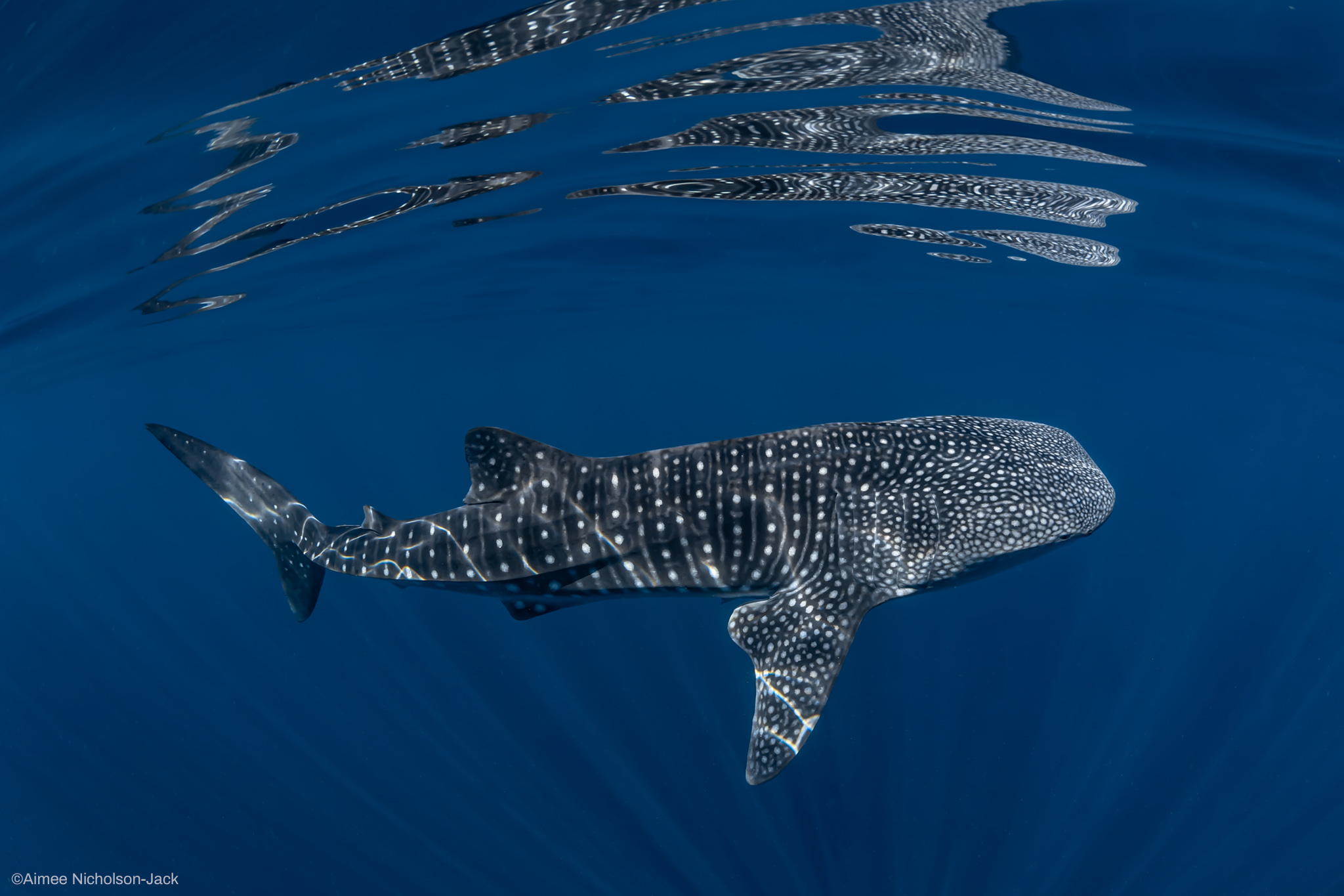 Whale shark_Aimee Nicholson-Jack