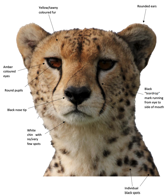 cheetah-trade-resource-kit-identification-guides.png