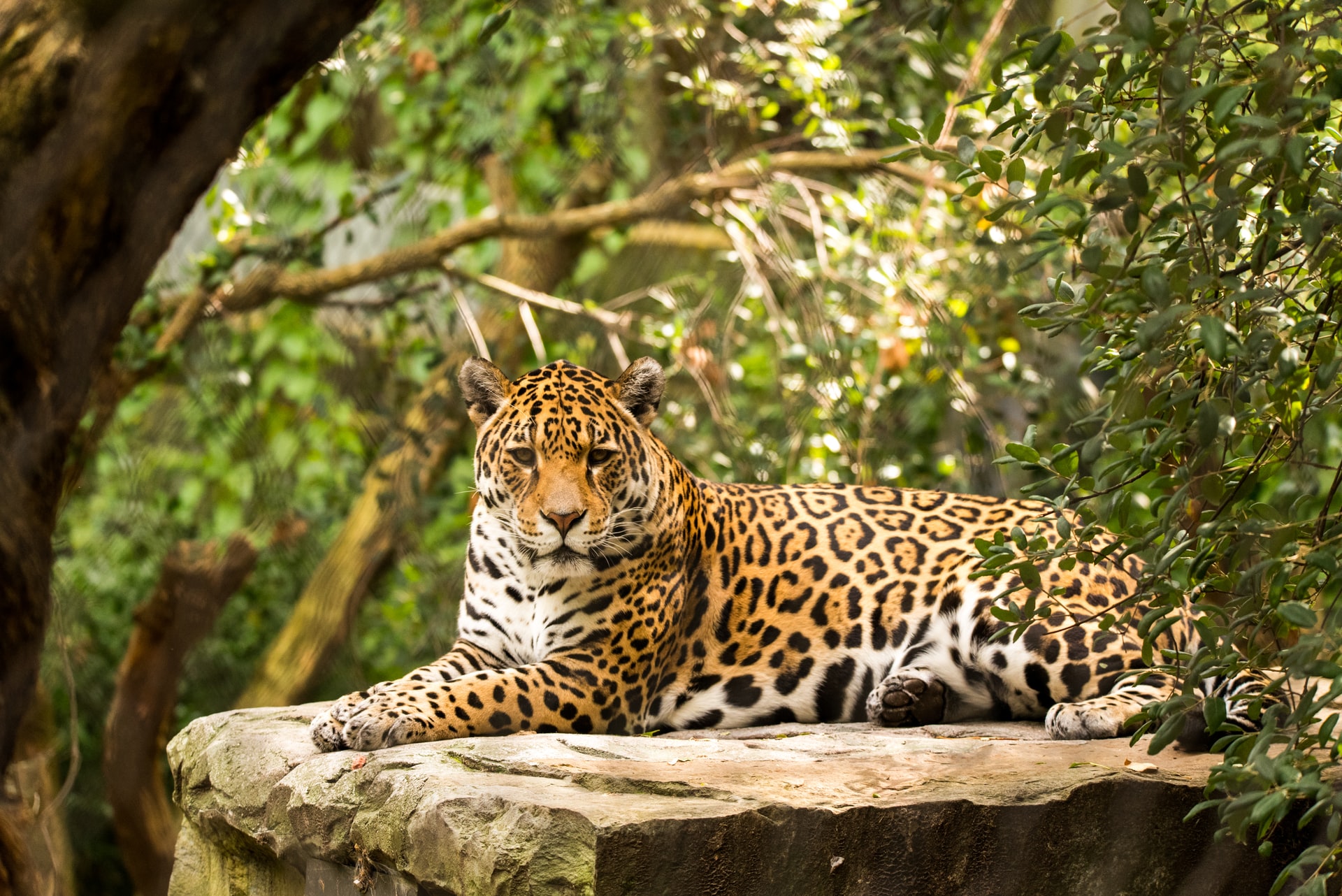 CITES study on illegal trade in jaguar