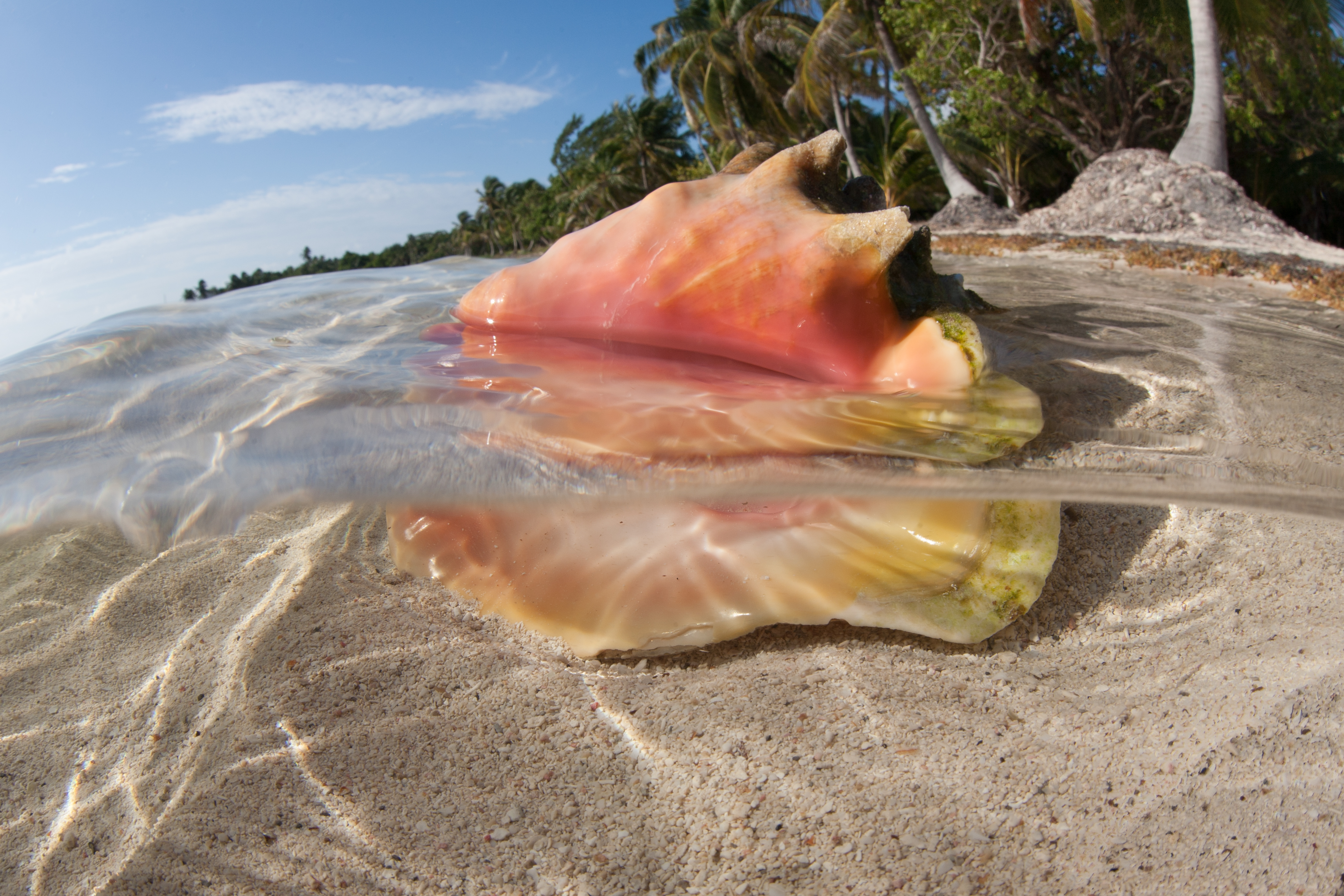 Queen Conch shell in the Caribbean Sea