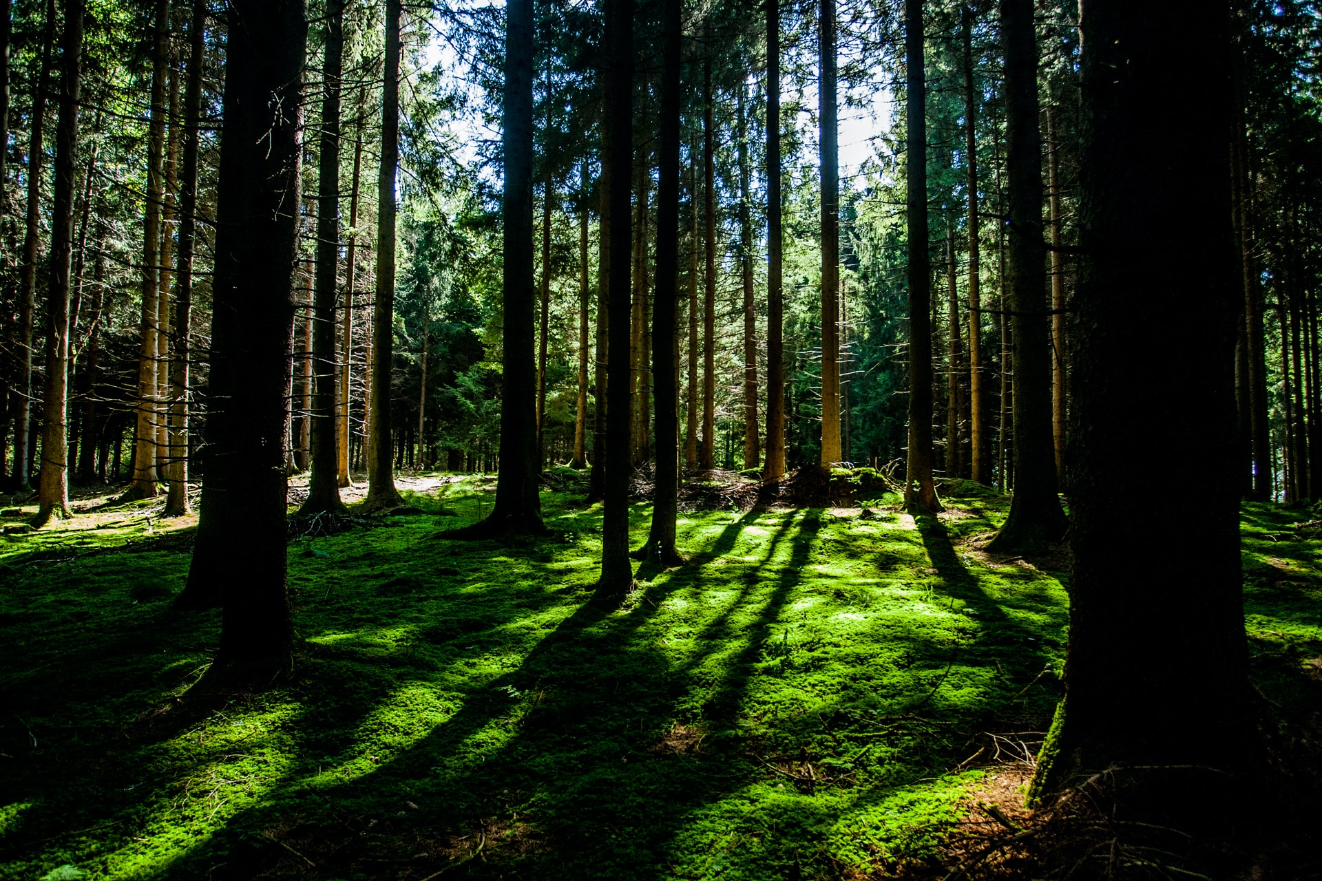 Forest image, Sven Schlager/Unsplash