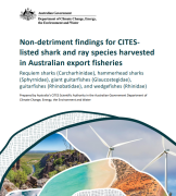 Non-detriment findings for CITES listed shark and ray species harvested in Australian export fisheries