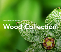 Smithsonian_wood_collection_thumbnail.png