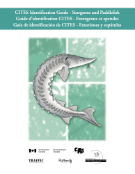 CITES Identification Guide – Sturgeons and Paddlefish