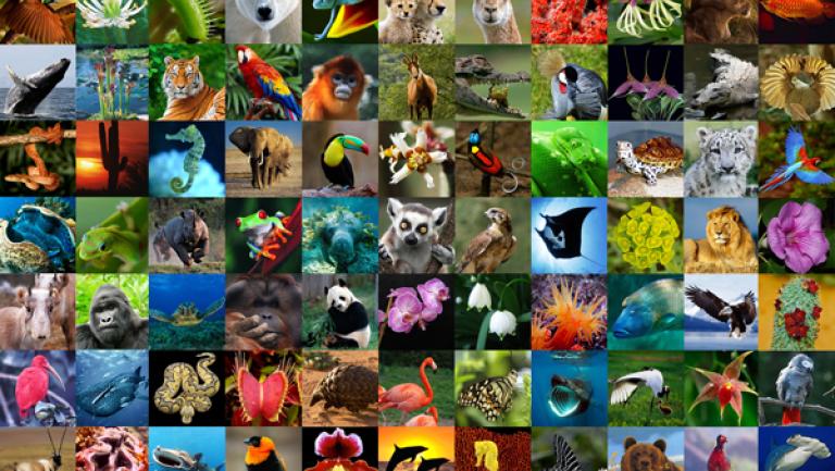 Celebrating 50 years of CITES conserving the world's wild animals and  plants on World Wildlife Day 2023