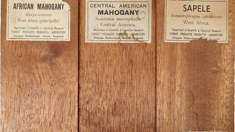 Mahogany