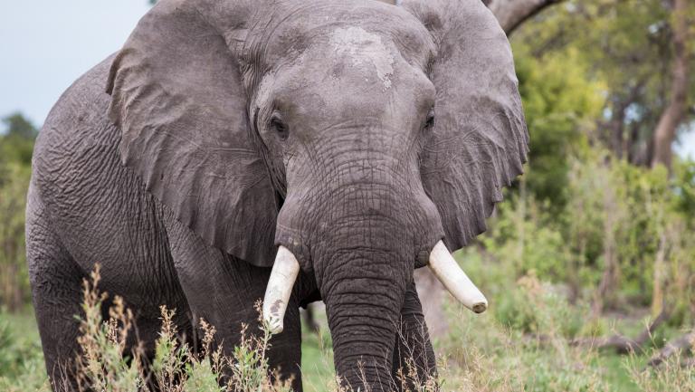 African Elephant