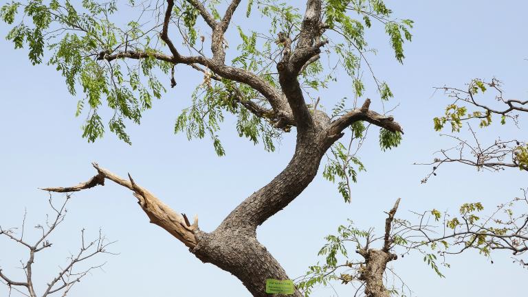 Pterocarpus erinaceus