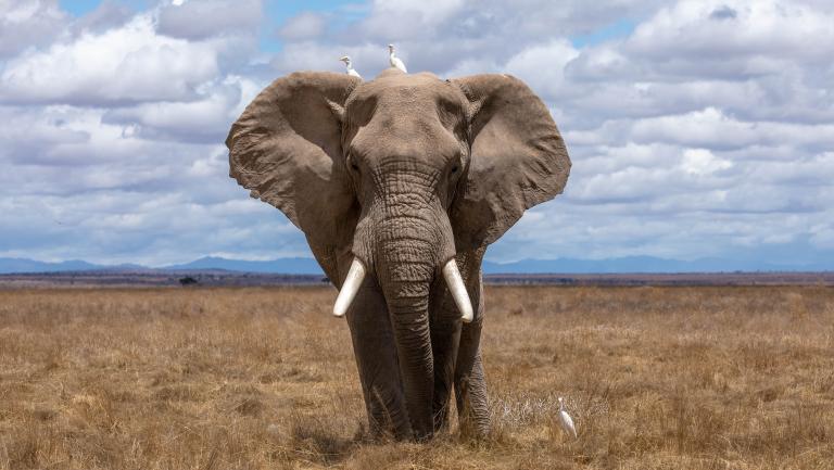 Elephant - credit to Nam-Anh-.jpg