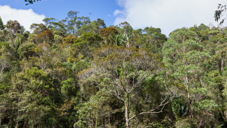 forest lanscape_Madagascar_GregoireDubois_Flickr