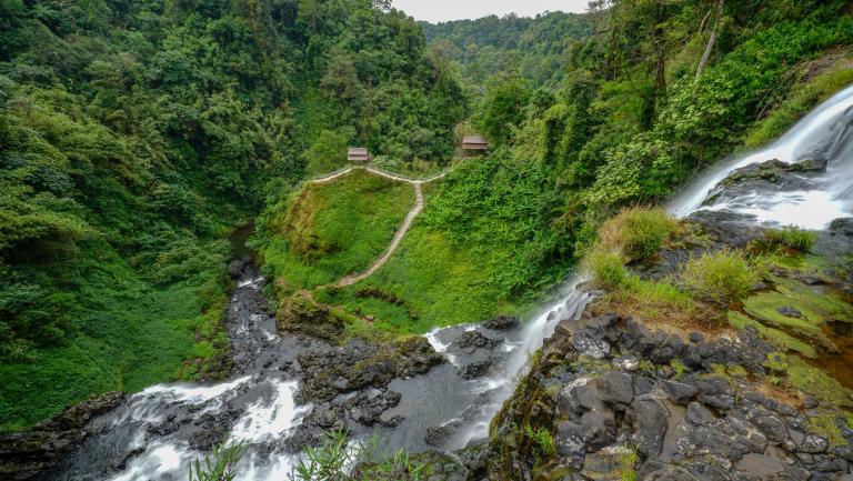 Cites marks International Forests Day