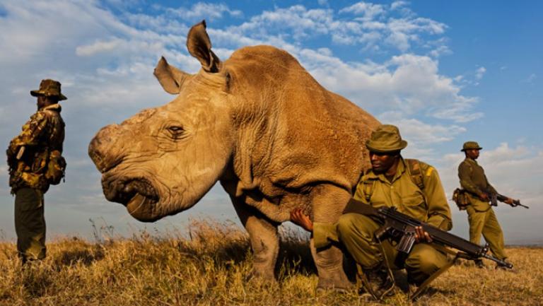 Rhino and rangers