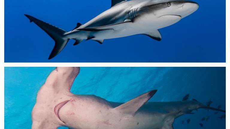 Requiem and Hammerhead sharks