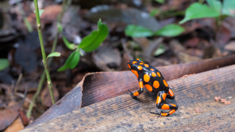 Oophaga histrionica - Harlequin Poison Frog_Quimbaya via Flickr