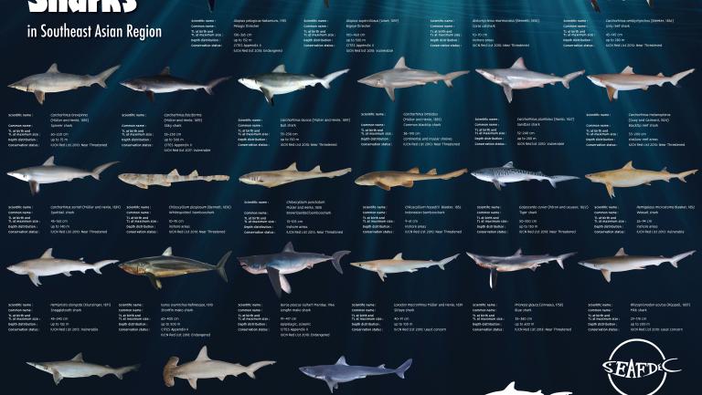 SEAFDEC-CITES Sharks pocket field guide