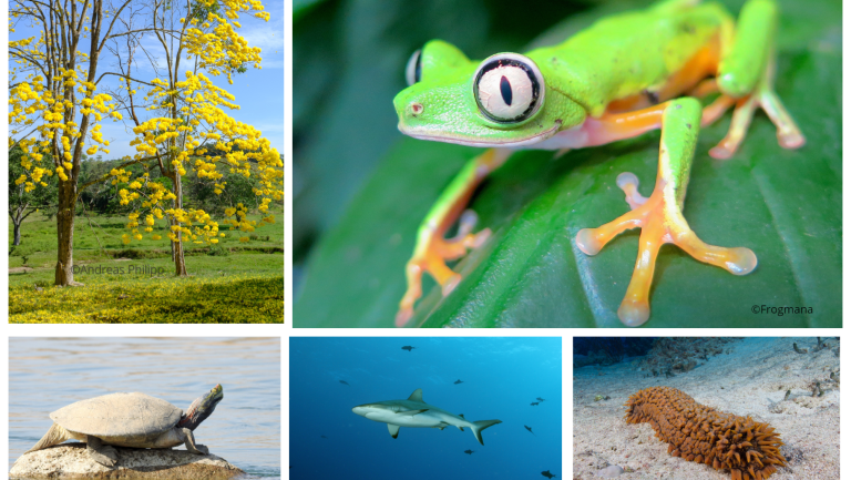 Species proposals CoP19